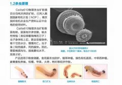 崇科新材料惰性粉用于储粮害虫防治的正确施工